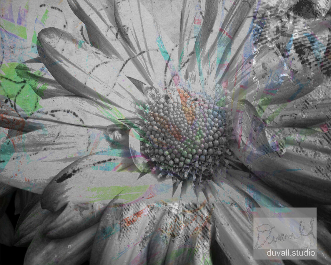 8 x 10 Daily Flower 8 x 10 Daily Flower